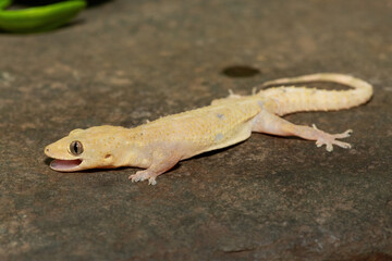 Close-up of a cute Tropical House Gecko (Hemidactylus mabouia), also called the Cosmopolitan House Gecko, on a rock in KwaZulu-Natal, South Africa