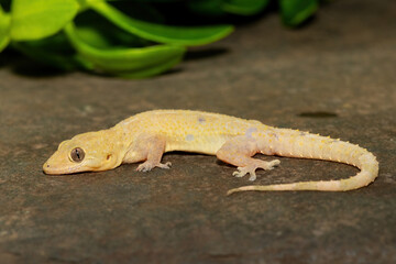 Close-up of a cute Tropical House Gecko (Hemidactylus mabouia), also called the Cosmopolitan House Gecko, on a rock in KwaZulu-Natal, South Africa