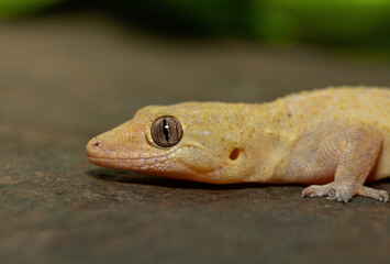 Close-up of a cute Tropical House Gecko (Hemidactylus mabouia), also called the Cosmopolitan House Gecko, on a rock in KwaZulu-Natal, South Africa