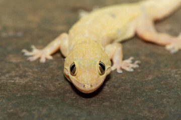 Close-up of a cute Tropical House Gecko (Hemidactylus mabouia), also called the Cosmopolitan House Gecko, on a rock in KwaZulu-Natal, South Africa