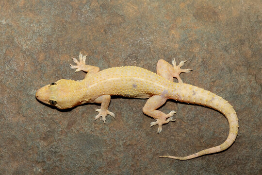 Close-up of a cute Tropical House Gecko (Hemidactylus mabouia), also called the Cosmopolitan House Gecko, on a rock in KwaZulu-Natal, South Africa