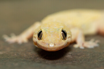 Close-up of a cute Tropical House Gecko (Hemidactylus mabouia), also called the Cosmopolitan House Gecko, on a rock in KwaZulu-Natal, South Africa
