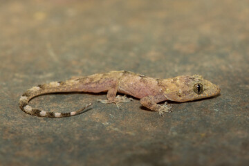 Close-up of a cute juvenile Tropical House Gecko (Hemidactylus mabouia), also called the...