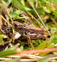 Common Green Grasshopper (Omocestus viridulus)