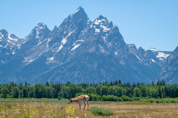 Grand Teton National Park