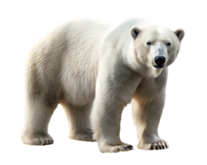 polar bear isolated on white background, png, ai generated.