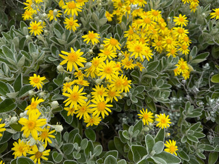 Bright yellow daisies blooming in thick silver-green foliage on a summer day