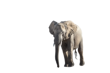 Large wild elephant showing tusks isolated on transparent background