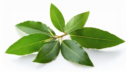 Obraz premium fresh bay leaves branch aromatic cooking herb isolated on white background