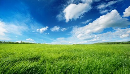 Fototapeta premium green grasses reach towards a clear blue sky gently swaying in the breeze fluffy white clouds add a peaceful backdrop to the sunny day in an open field