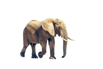 Fototapeta premium Elephant walking forward showing trunk and tusks on transparent background