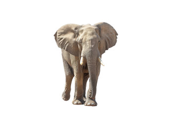 Obraz premium Realistic elephant mid-step isolated on transparent background