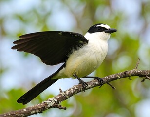 Obraz premium A bird with open wings perched on a branch