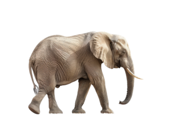 Powerful elephant walking in full view on transparent background