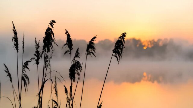 Golden Sunrise Over Misty Lake: Tranquil Reeds Silhouette Against Reflective Water