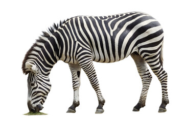 Fototapeta premium cutout of an isolated zebra grazing grass isolated on white background, png, ai generated.