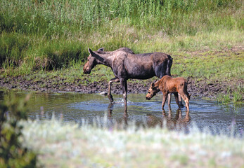Mother moose cow and baby calf at watering hole pond