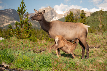 Elk cow female with baby calf nursing in mountains of Colorado, USA