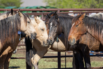 Up close wild horses in pen