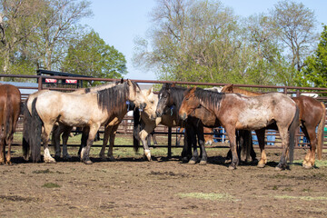 wild horses holding pen for adoption