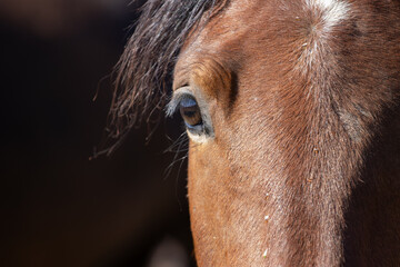 close up of a horse