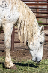 white horse eating hay