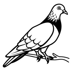 pigeon isolated on white background