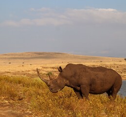 White rhinoceros grazing in the african savanna near a waterhole © Michael