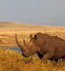 Fototapeta premium White rhinoceros walking in the african savanna near a pond