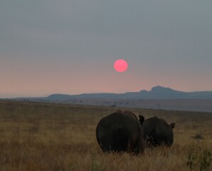 Two rhinos grazing at sunset in african savanna