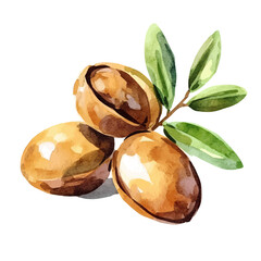 My Watercolor hand-painted Argan branches with leaf painting illustration isolated on a white background, vector illustration, AI painting design, EPS format design. vector