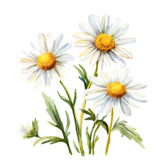 My Watercolor hand-painted white Chamomile flowers bouquet painting illustration isolated on a white background, vector illustration, AI painting design, EPS format design. vector