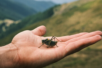 Close-up of a grasshopper resting on a person's hand against a blurry mountain background.  Perfect for nature, insect, or wildlife themes.