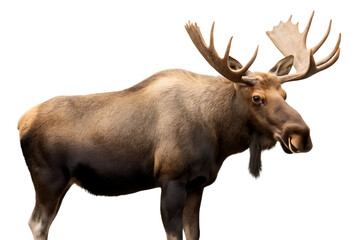 Fototapeta premium moose animal moose deer isolated on white background, png, ai generated.