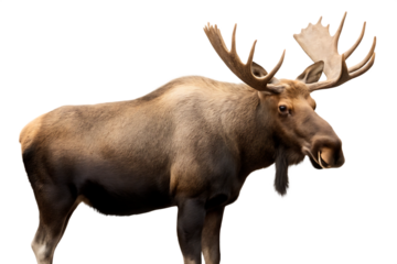 moose animal moose deer isolated on white background, png, ai generated.