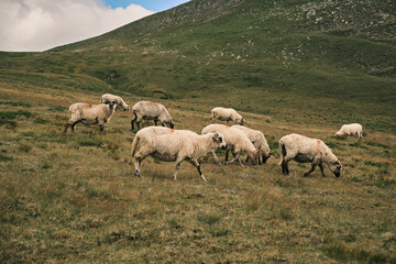 Fototapeta premium Flock of sheep grazing peacefully on a lush green mountain pasture. Tranquil rural scene under a partly cloudy sky. Perfect for nature, agriculture, and pastoral themes.
