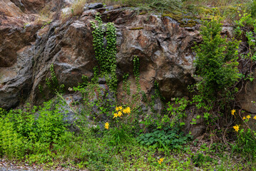 Wildflowers and Ivy on Rocky Cliff in Sweden