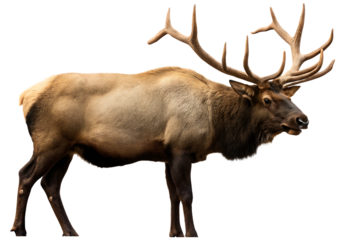 moose animal moose deer isolated on white background, png, ai generated.