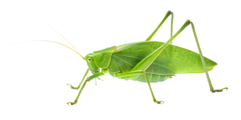 vibrant green katydid insect close up photography isolated on white background, png, ai generated.	