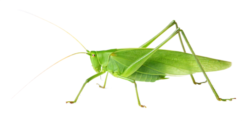 vibrant green katydid insect close up photography isolated on white background, png, ai generated.