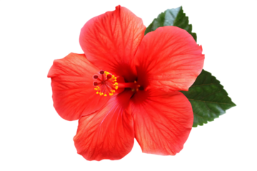 bright red hibiscus flower isolated on white background, png, ai generated.