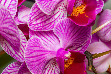 Close up of the purple moon orchid flower called because when it flowers it is shaped like a moon, pink moon orchids (phalaenopsis amabilis) in bloom.