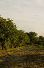 A dirt path with trees on either side of it