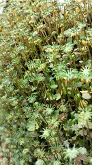 moss growing on rice field embankments