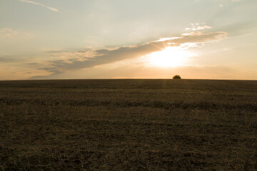 Fototapeta premium A field of grass