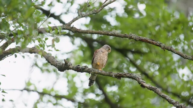 Wild Kestrel Perched on Tree Branch in Natural Habitat