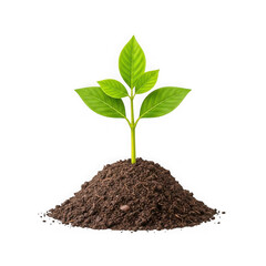 A vibrant green seedling sprouts from a mound of rich soil against a stark black background