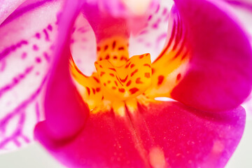 Close up of the purple moon orchid flower called because when it flowers it is shaped like a moon, pink moon orchids (phalaenopsis amabilis) in bloom.