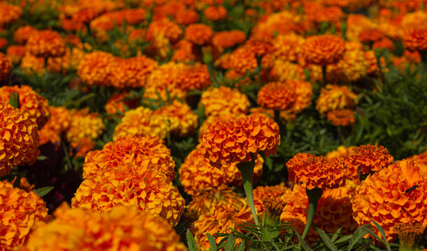 Cempasuchil flowers in a flower field. Mexican the Day of the dead flowers. Traditional Cempasuchil Marigold flowers used for traditional altars in Mexico.