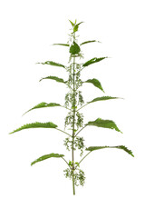 Nettle plant branch isolated on white background. Urtica dioica